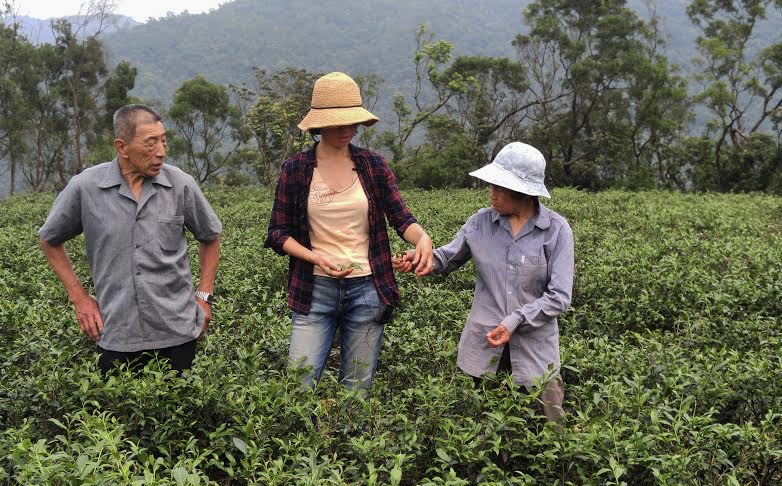 Forever Spring Oolong Loose Leaf Tea