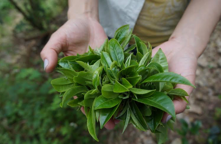 Forever Spring Oolong Loose Leaf Tea