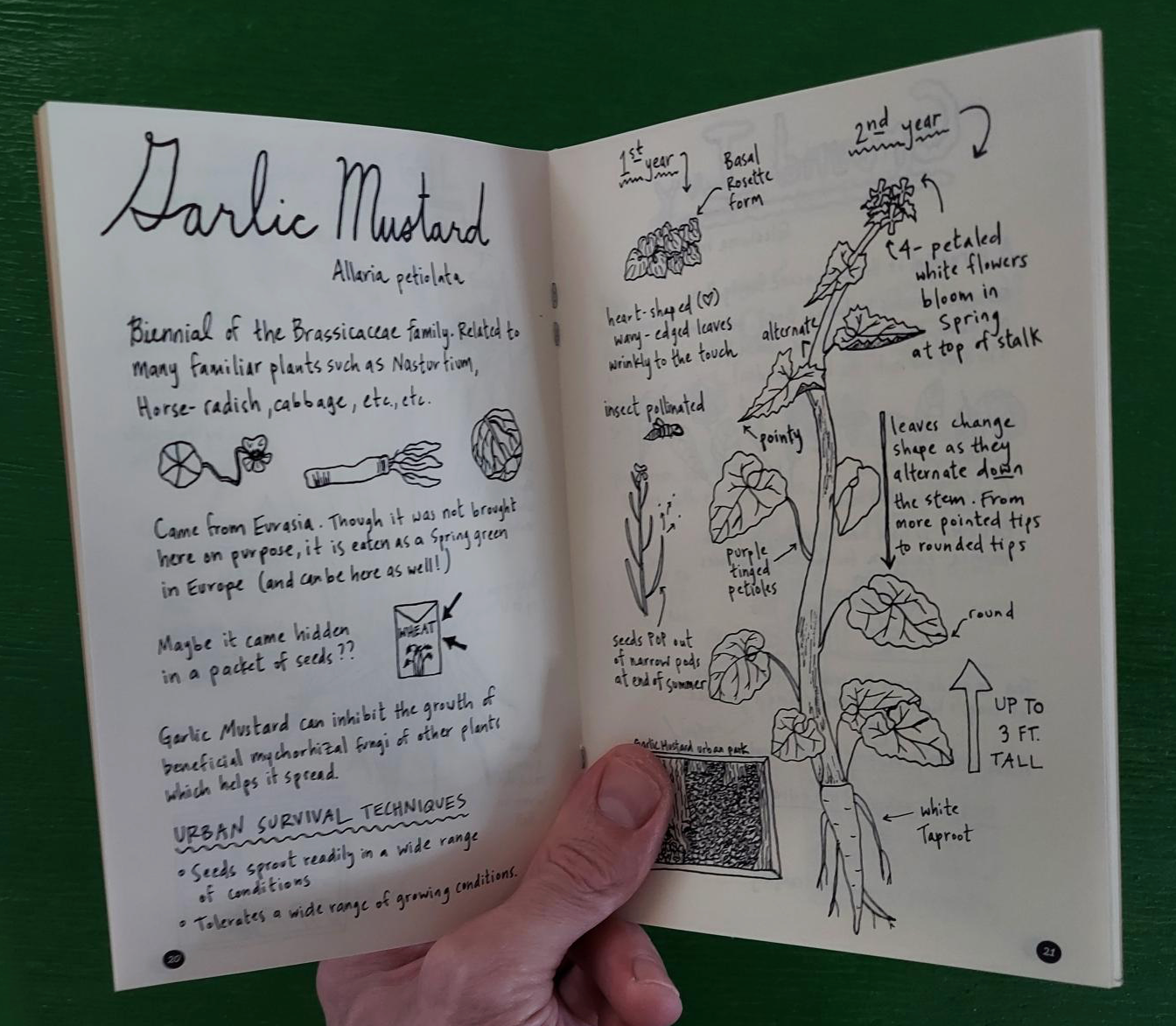 Urban Field Guide To the Herbs in Your Path (Zine)