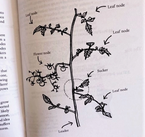 Fugitive Gardens: How To Grow Food On Nyc Fire Escape (Zine)